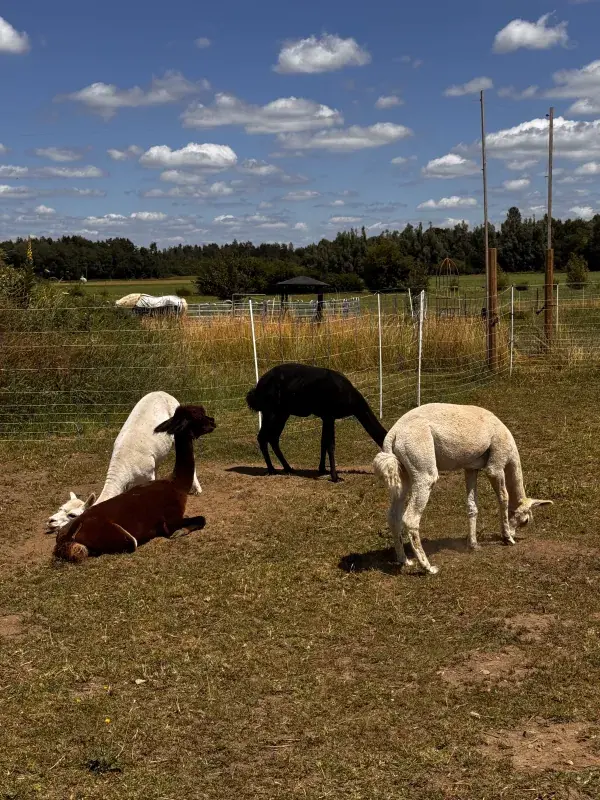 Alpakas auf dem Scheuerleshof – tiergestützte Therapie in Bad Waldsee