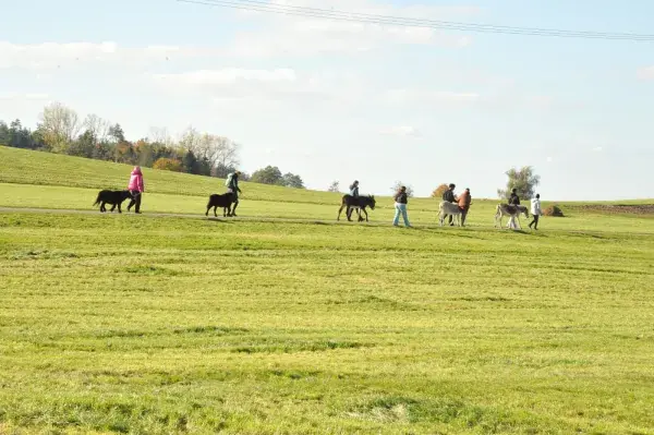 Esel und Ponys auf der Weide am Scheuerleshof