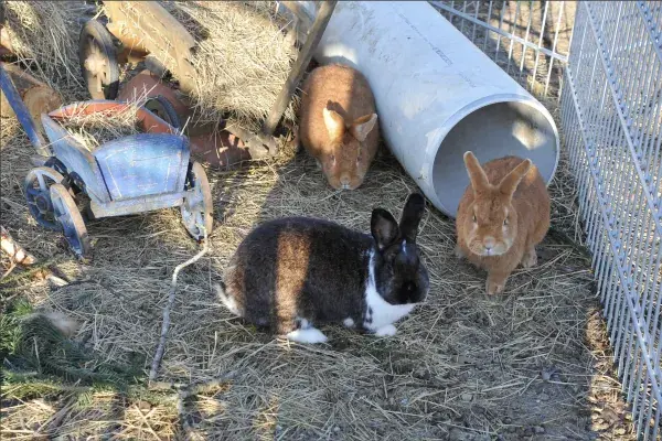Kaninchen auf dem Scheuerleshof – tiergestützte Therapie