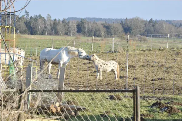 Pferde auf der Weide am Scheuerleshof in Bad Waldsee