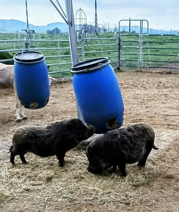 Schweine auf dem Scheuerleshof – tiergestützte Therapie