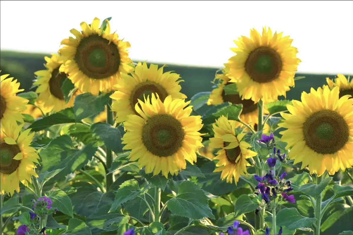 Sonnenblumen auf dem Scheuerleshof – Natur und Lebensfreude